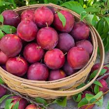 

BUAH PLUM MERAH ER PACK 500 GR