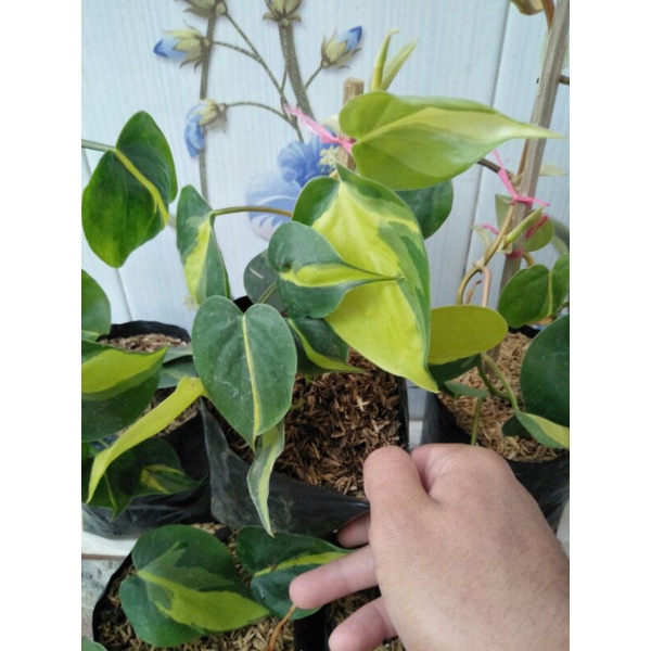 Sirih Brazil Variegata tanaman hias / philodendron hederaceum / tanaman sirih rambat