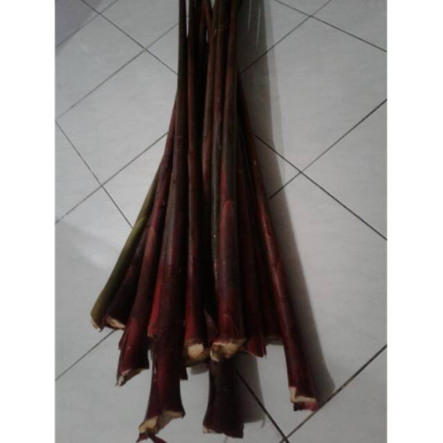 

Batang rias atau bongkol rias, pack per 100 gram