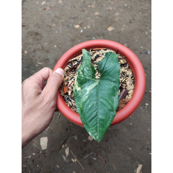 syngonium variegata kuning / sengonium yellow