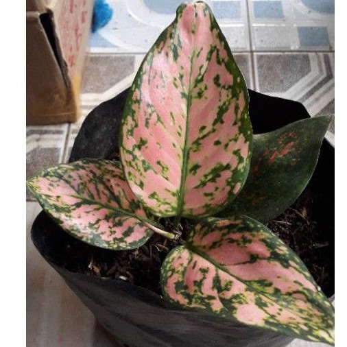 AGLONEMA LADY VALENTINE / TANAMAN AGLONEMA LADY VALENTINE /AGLONEMA LADY VALENTINE