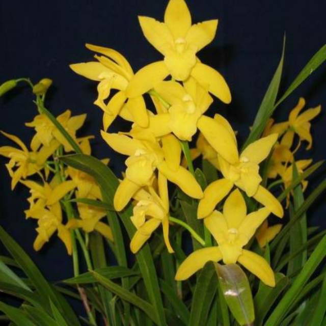 Cymbidium golden boy