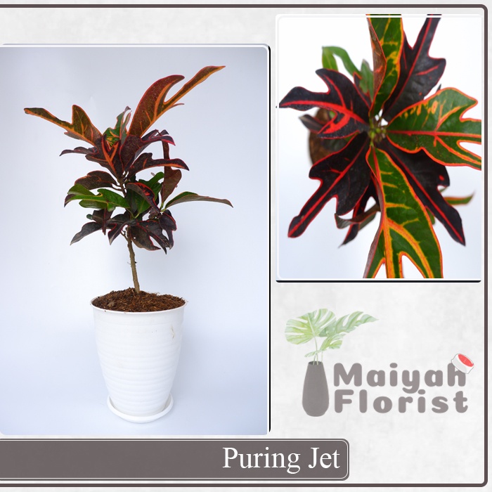 Puring Jet - Garden croton - Tanaman Hias