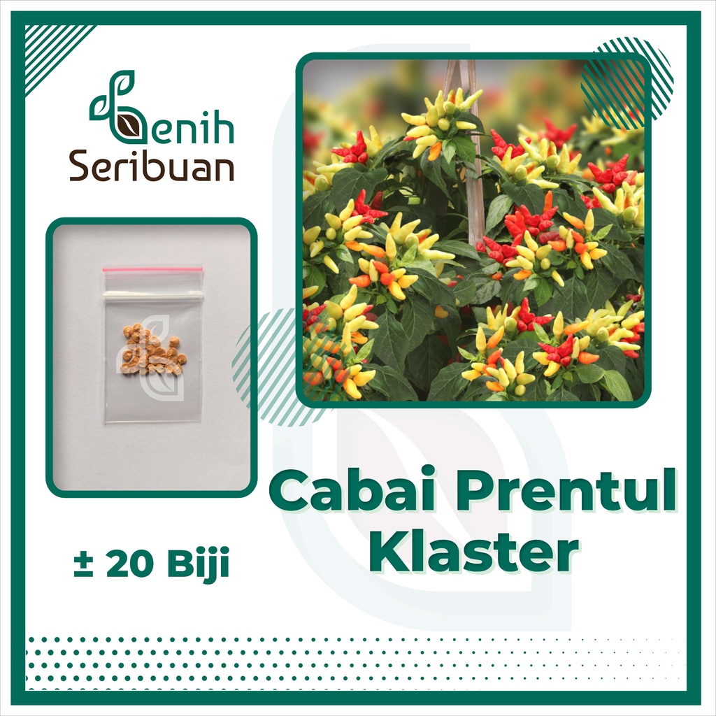 20 Bibit Cabe Rawit Prentul Klaster Benih Cabai Rawit Merah Viral Super Buah Bergerombol Sayuran