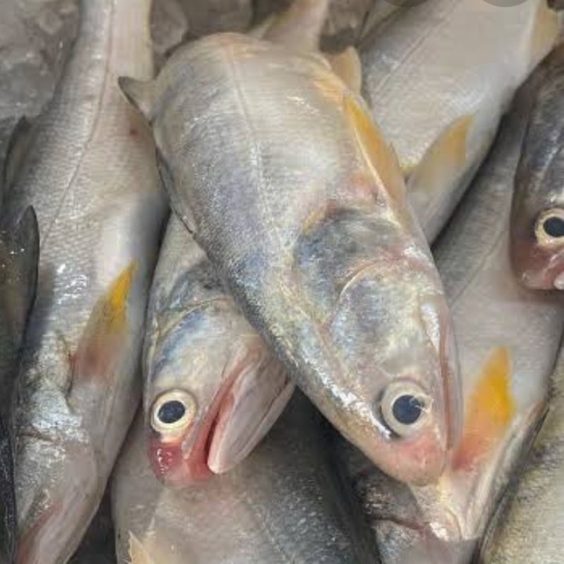 

ikan senangin,/kuro perkg