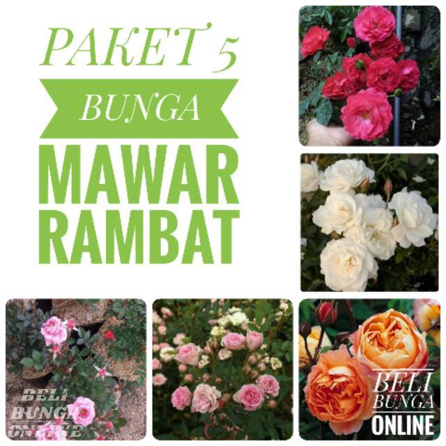 bibit Paket bunga mawar rambat 5 plant bonus 1
