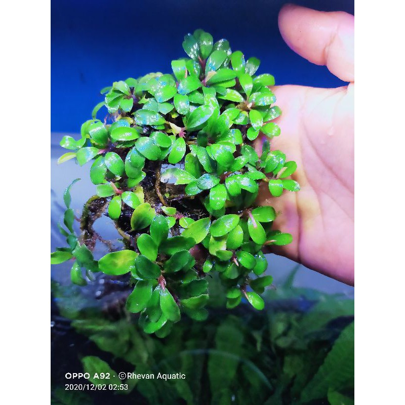 Buce mini clump