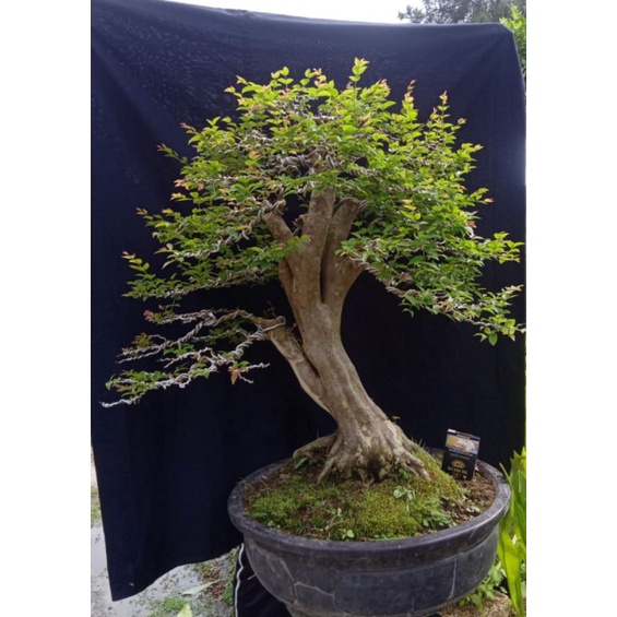 anggur brazil.bonggol besar,,realpict,sudah jadi tinggal pajang