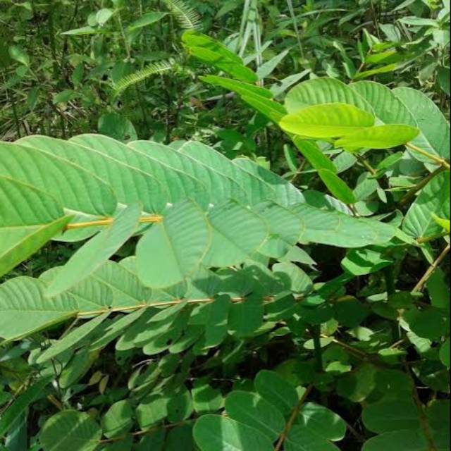 Jual Daun KETEPENG 50gr tanaman obat penyakit kulit eksim gatal kurap