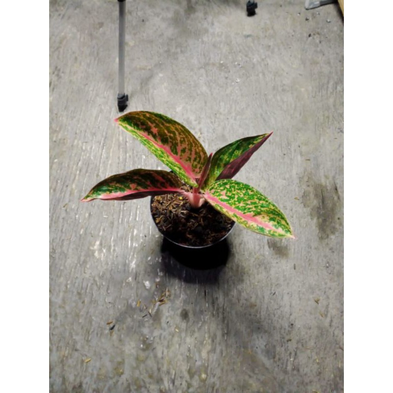 aglonema widuri lilin