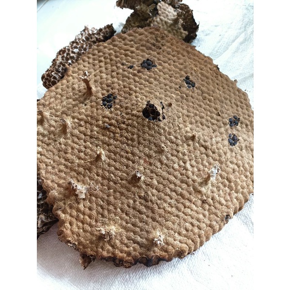 larva sarang tawon kosong/ endas tpres /200 gram