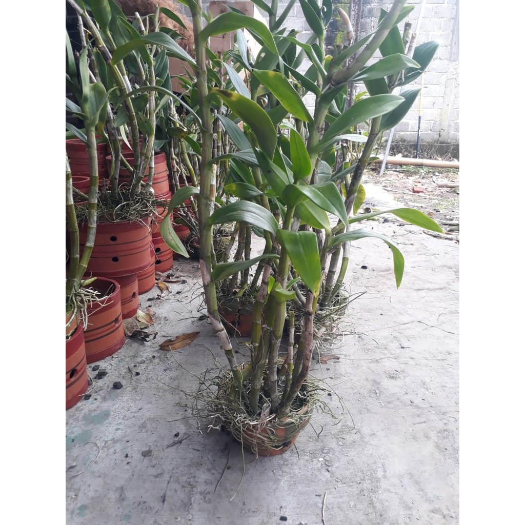 dendrobium  caesar rimbun