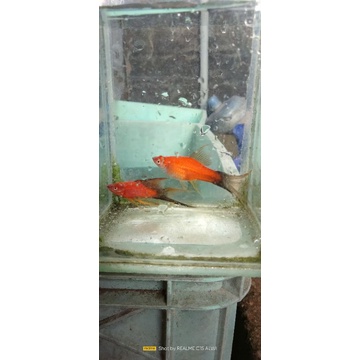 Hiasan Akuarium - Platy Wag Lyretail