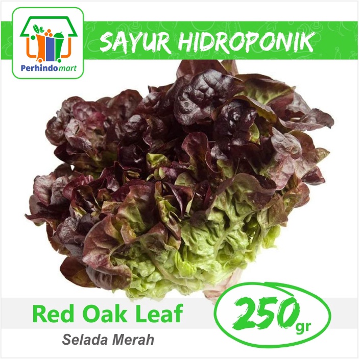 

Red Oak Leaf Hidroponik (Surabaya & Sidoarjo only)