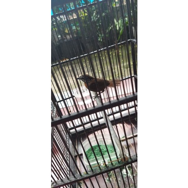 burung wambi kw/tepus lurik besar