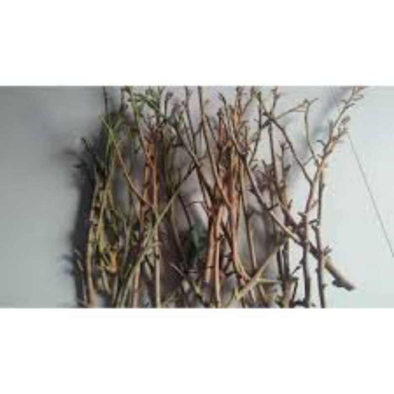 Entres Batang Segar Kelengkeng Merah Super