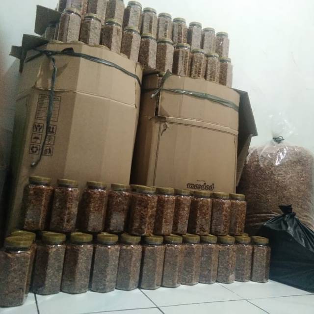 

BAGOR (BAWANG GORENG)