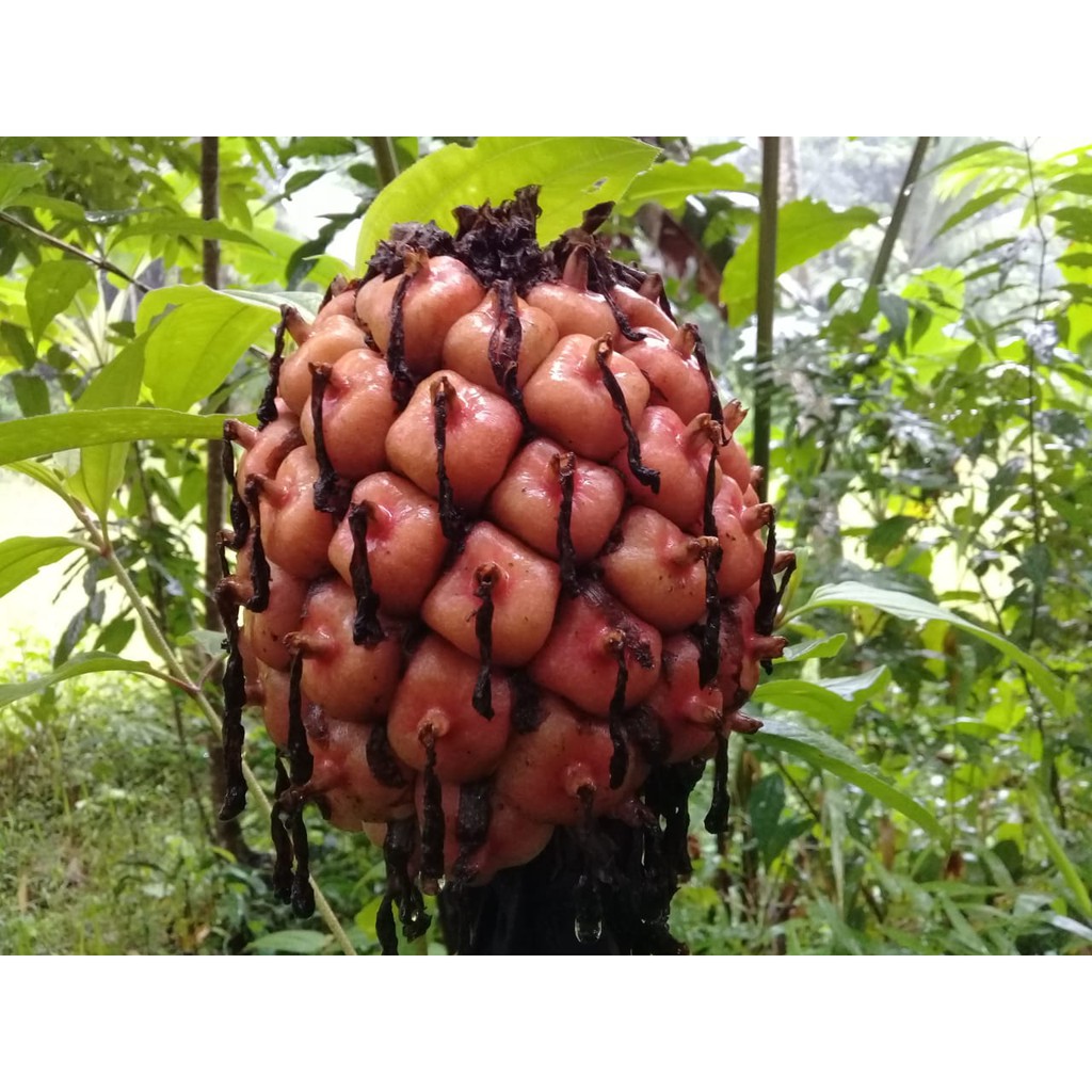 

BUAH HONJE SEGAR BUAH KECOMRANG
