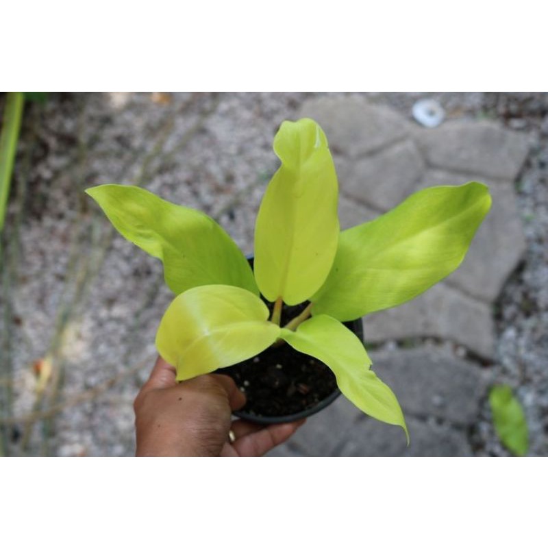 PROMO!! Tanaman Hias Philodendron Lemon Lime - Srigading Centong - Srigading Kuning Tanaman Vertical Garden