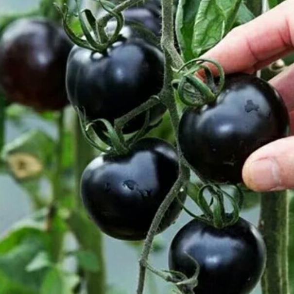 

[READY JKT] Biji Buah Tomat Hitam (Rare Black Tomato)