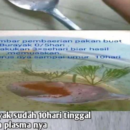 ➴ 50gr pelet ikan hias plasma cacing sutra untuk burayak ukuran 0-1 makanan ikan cupang,guppy,molly,