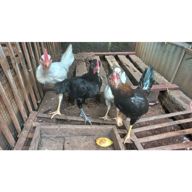

ayam kampung asli
