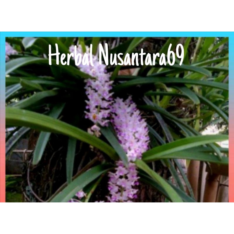 Anggrek Ekor Tupai Dewasa