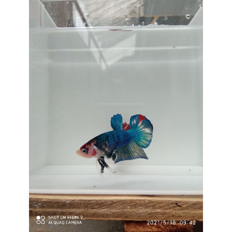 ikan cupang nemo