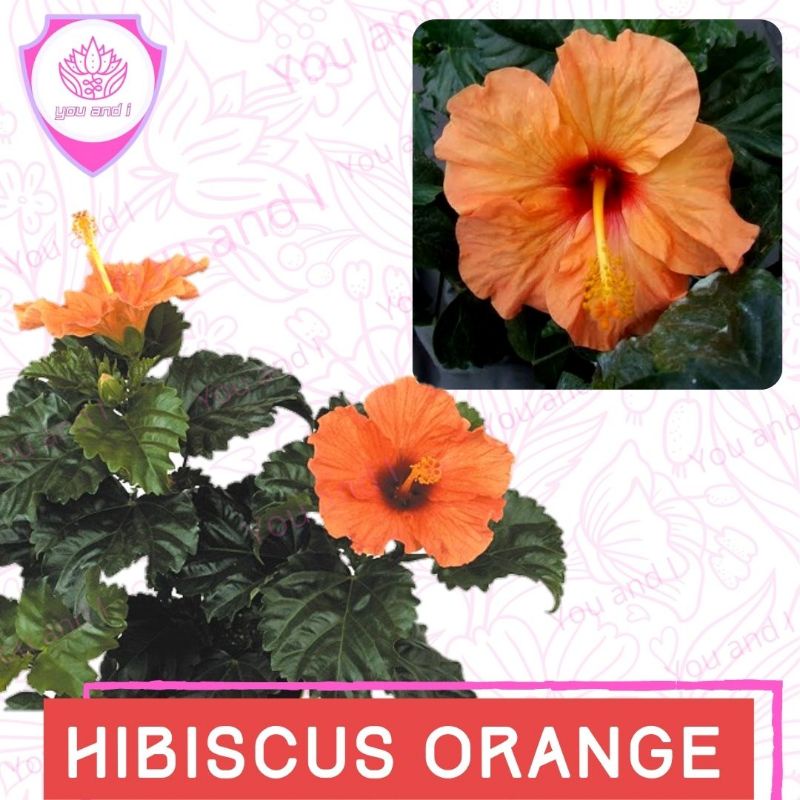 Benih Biji HIBISCUS ORANGE Bunga Kembang Sepatu