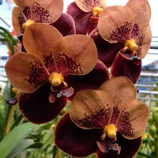 Anggrek Vanda Dewasa Warna Coklat Bunga Besar