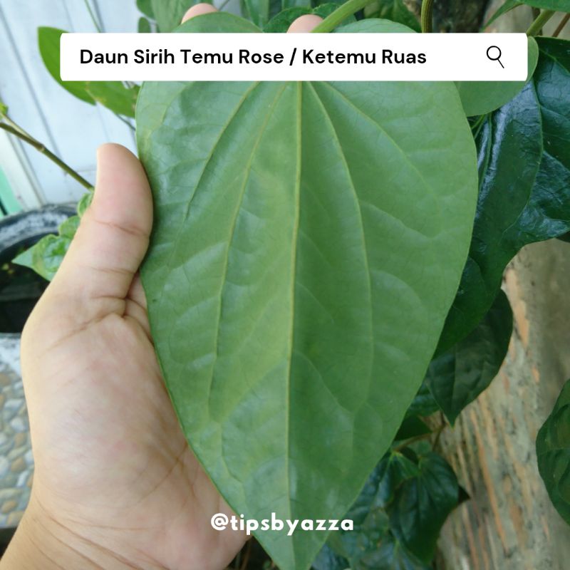 Daun Sirih Temu Rose | Daun Sirih Ketemu Ruas | Daun Sirih Segar Langka