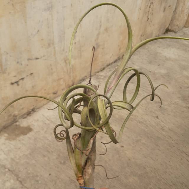 Tillandsia intermedia size Medium
