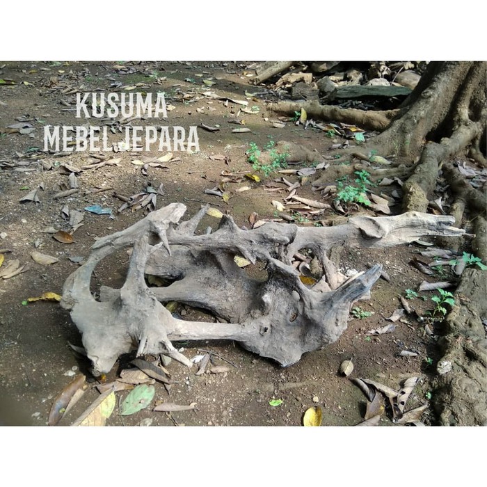 Bahan Aquascape Akuarium Akar Kayu Jati Solid No.6 (Panjang 40cm)