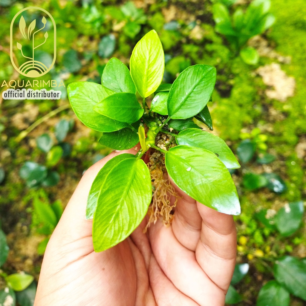 Anubias Varian ( Tanaman Aquascape Pemula )