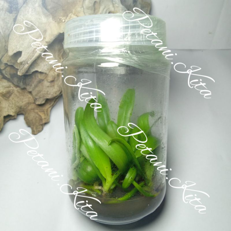 Bibit Bunga Anggrek Bulan Hybrid Botol Selai