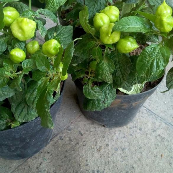 ♙ pohon cabe paprika sudah ada cabenya Ω