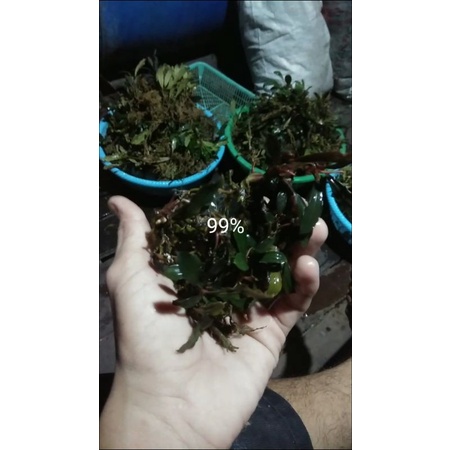 BUCEPHALANDRA-SUPER1698-TERMURAH-(1KG)