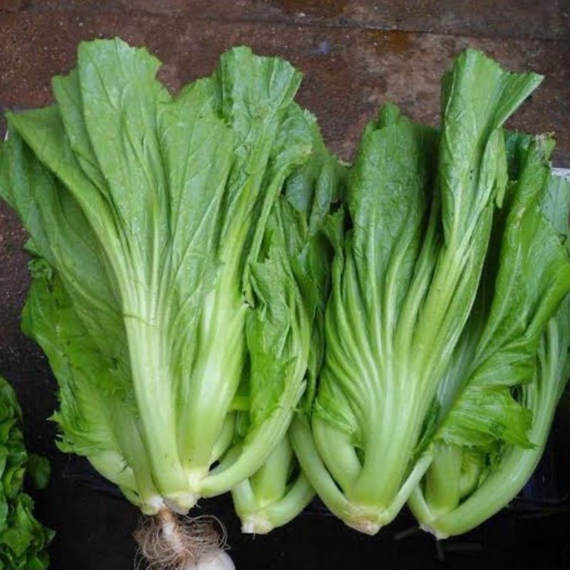Benih Sawi Pahit Head Mustard - Benih Sayur