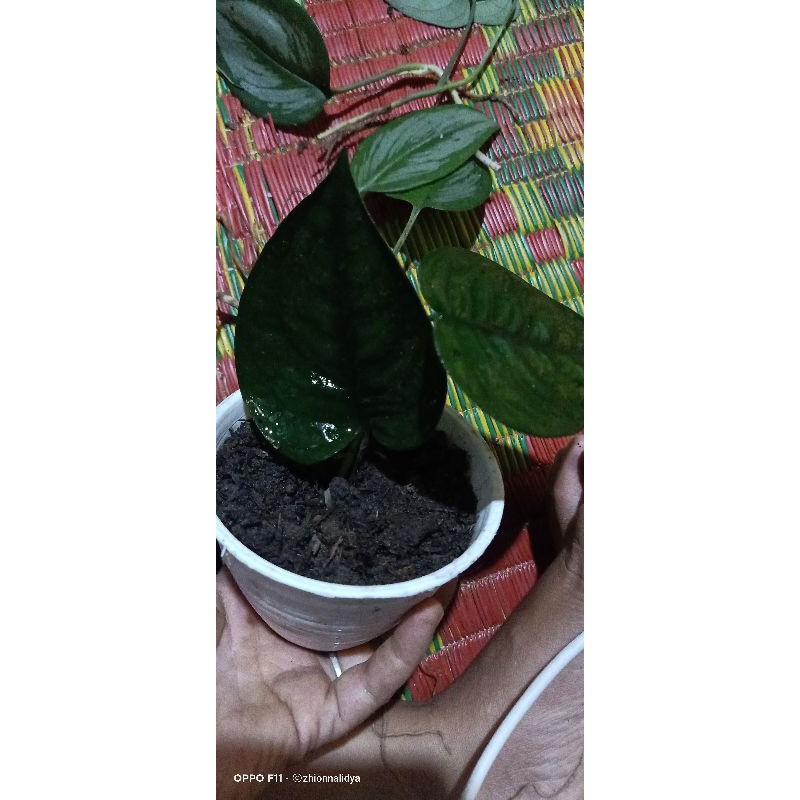 Scindapsus jade satin