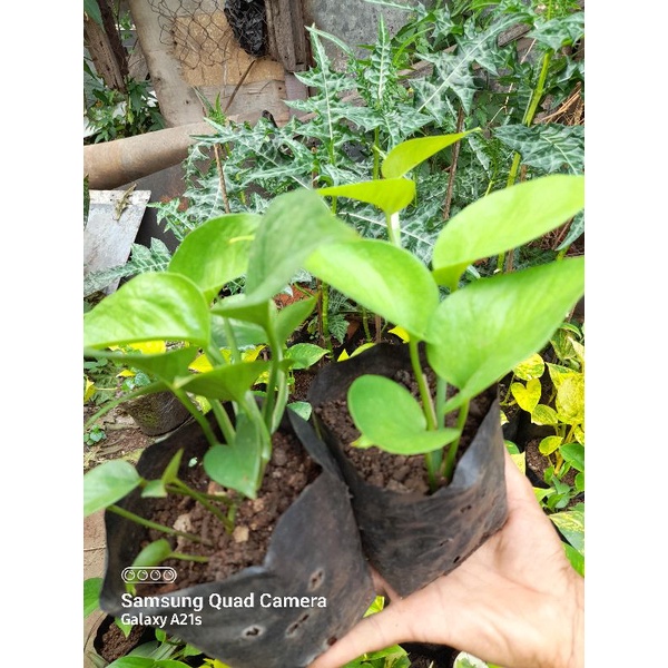 Siri Gading Monstera, Tanaman Rambat, Tanaman Hias