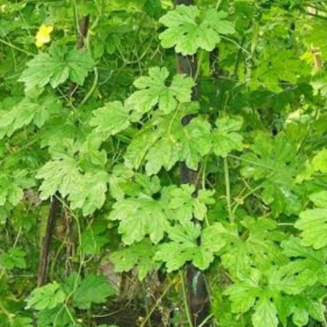 

Daun pare fresh