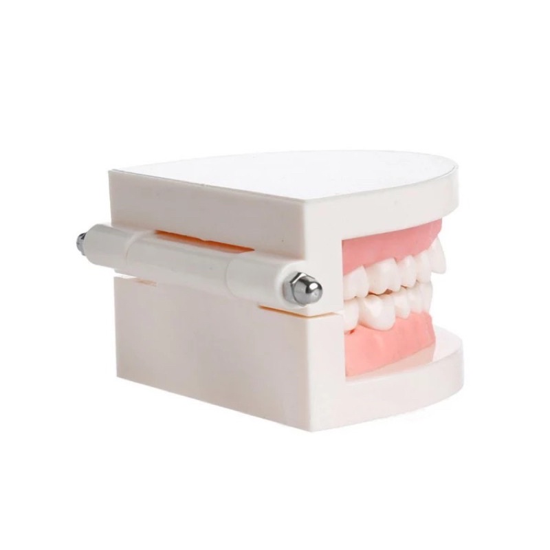 DENTAL STUDY MODEL HIGH QUALITY // Patung Gigi // Model Phantom Dental // Alat Peraga Kedokteran Praktek Gigi Ortho Orthodontic Tanpa Behel bracket Braces // Behelldental