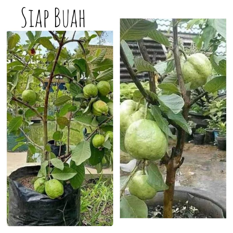 Cangkok Jambu Kristal/Bibit Jambu Kristal non biji