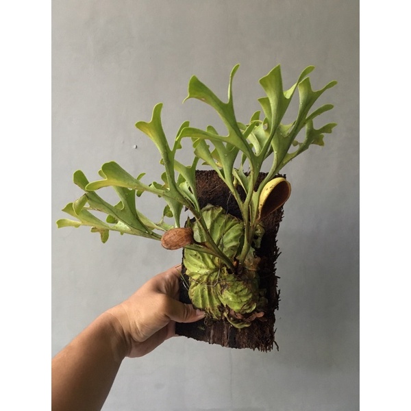 Harga Platycerium Ridleyi Terbaru Oktober 22 Biggo Indonesia