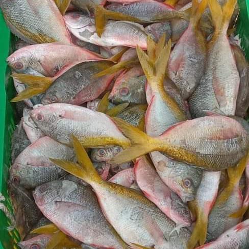 

Fisho | Ikan Ekor Kuning Fresh 1 Kg Ready stock