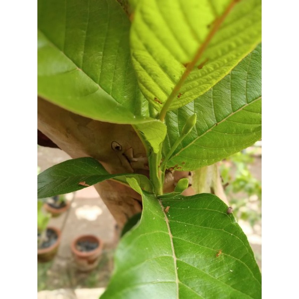 

Daun Jambu Biji Muda