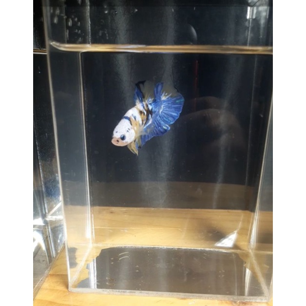 Cupang Yellow Koi Masking / Kunthai / Line Thailand / 100% Sesuai Foto