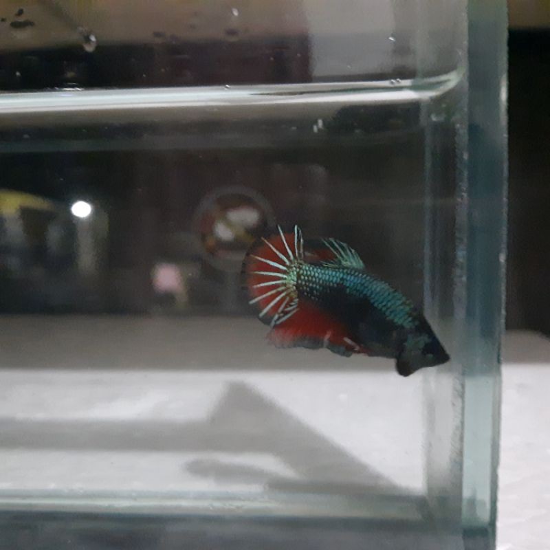 ikan cupang avatar nemo male size -M 3.5 bulan murah