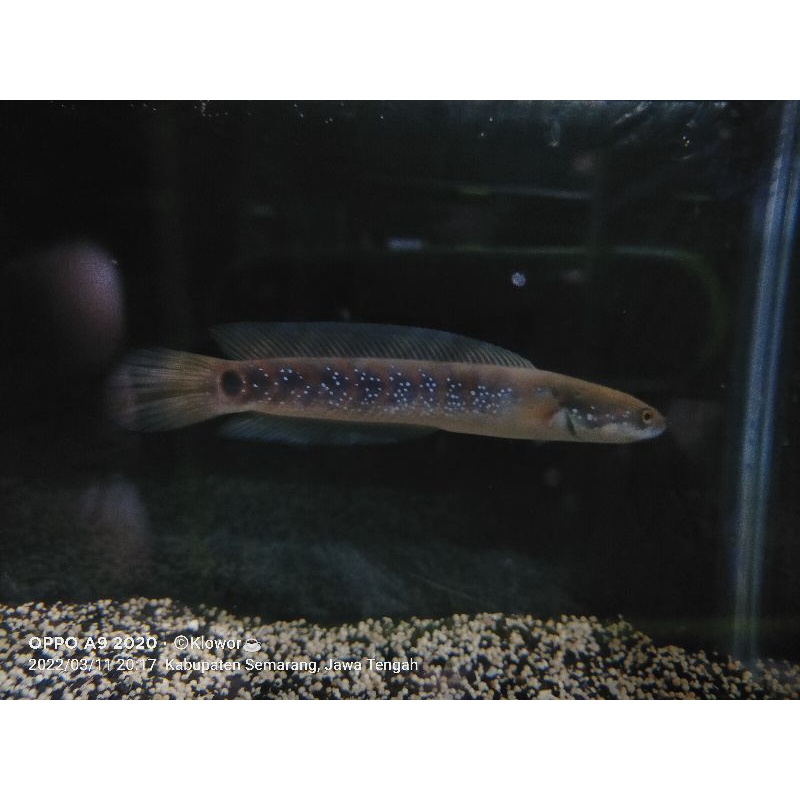 Asiatica RS Pure Size 14-15cm