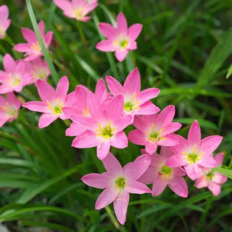 GANAMAN HIAS LILY HUJAN PINK